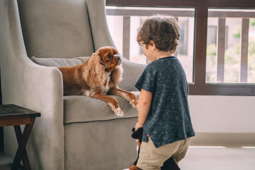 In-home lifestyle family session. A toddler boy laughs at his small brown dog sitting in a sofa