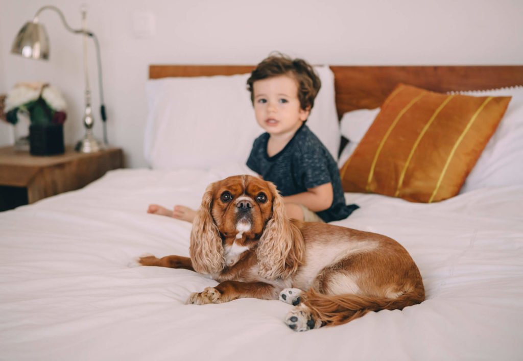 In-home lifestyle family session. A small dog and a toddler sitting in a bed